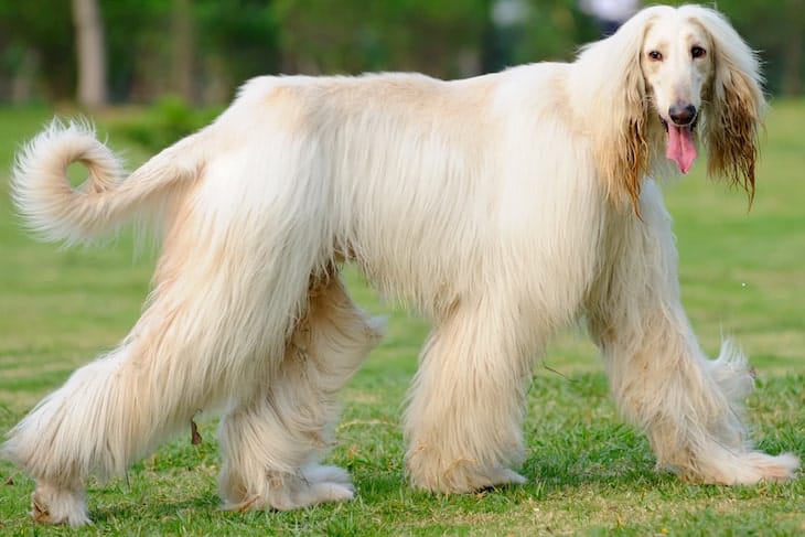 7 Afghan Hound Temperament Traits: Learn Before You Buy ...
