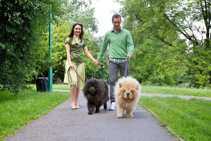 Chow Chow Price, Cost, and Important Puppy Sale Info You