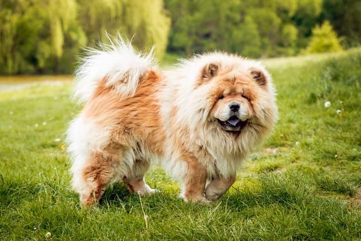 chow chow dog breed price