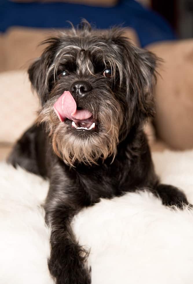 affenpinscher breeders