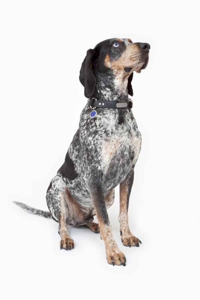 a blue tick hound dog