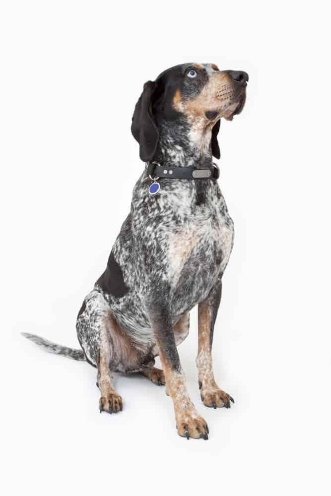 bluetick hunting dog