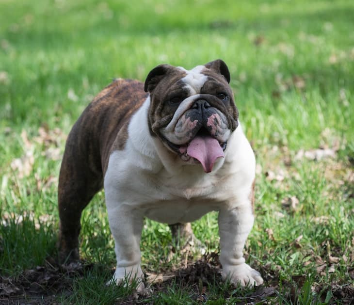 English Bulldog Price Tips What's The True Cost of An
