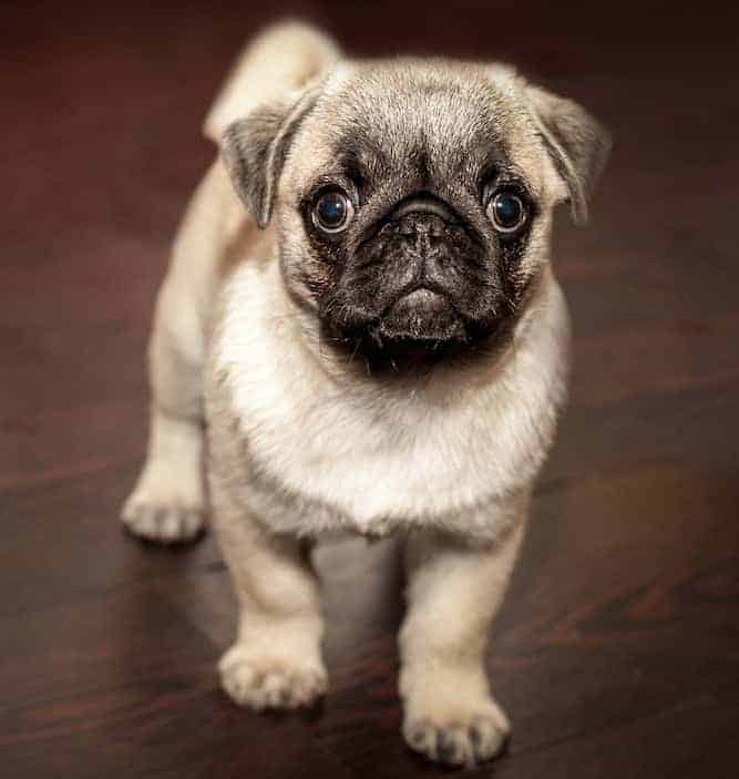 chinese pug puppies for sale