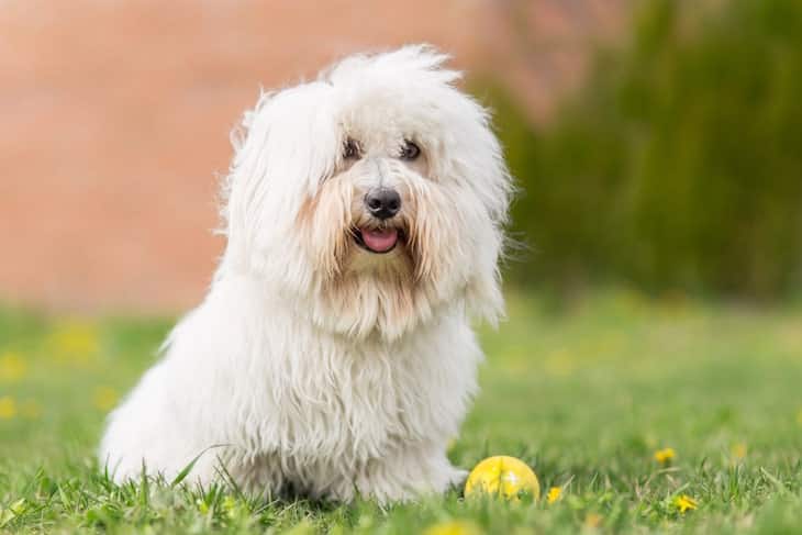 coton de tulear price