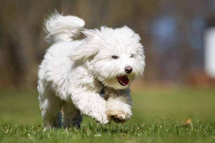 coton de tulear cost