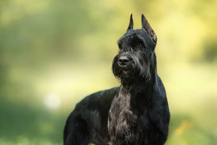 male giant schnauzer