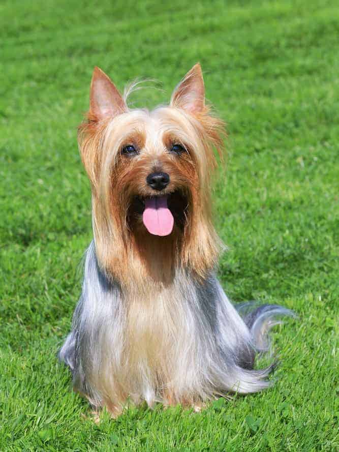 botanist Minearbejder aktivt Silky Terrier Temperament (Friendly, Inquisitive Alert), Puppies and More