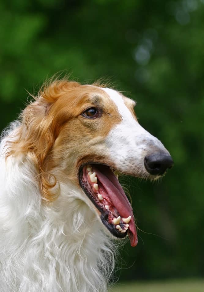 The Borzoi Price Range Are They Really Affordable