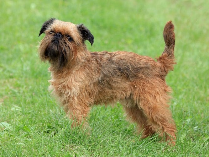Brussels Griffon Temperament What You Need To Know To Own A Puppy