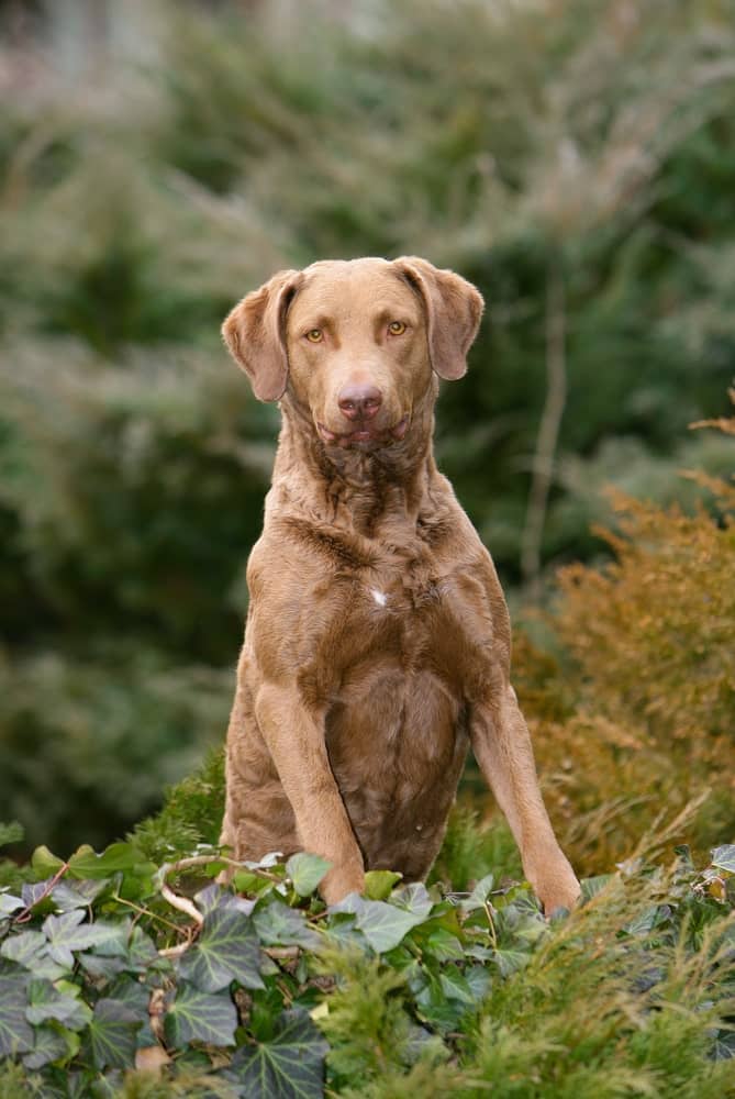 dog breed chesapeake bay retriever