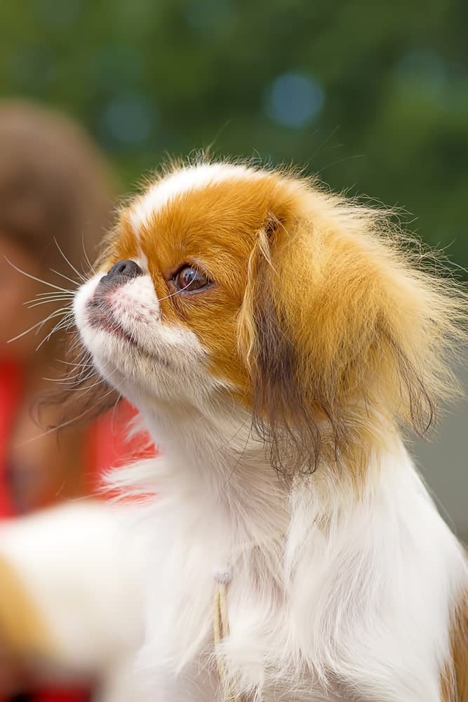 Here's the Japanese Chin Temperament (+Other Important ...