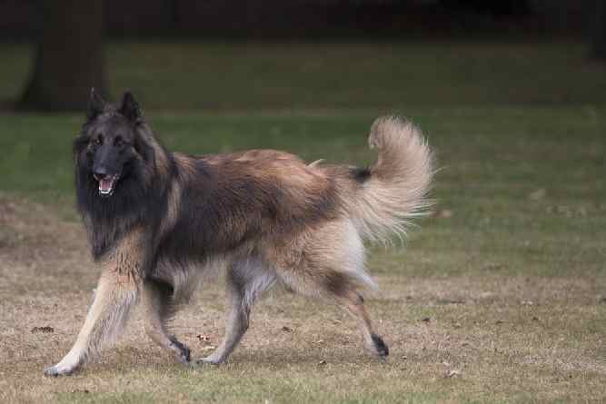 Photo of Belgian Tervuren| Dog Temperament