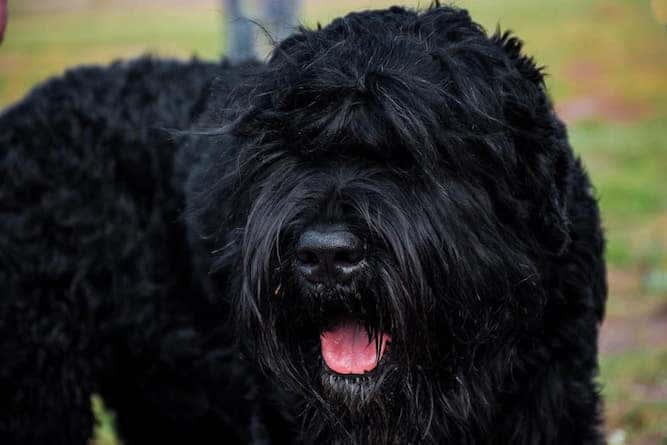 bouvier terrier