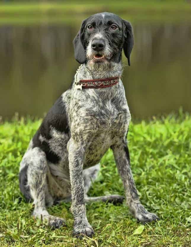 german wirehaired pointing wolfhound