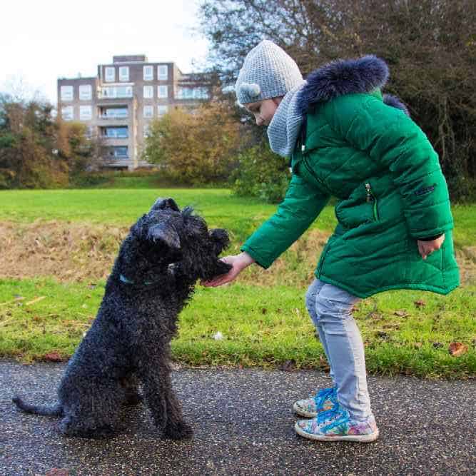 kerry blue terrier rescue