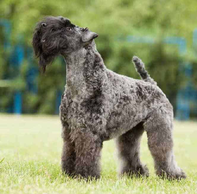 kerry blue terrier mix