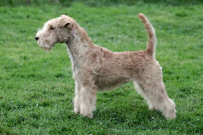 Photo of an alert Lakeland Terrier | Dog Temperament