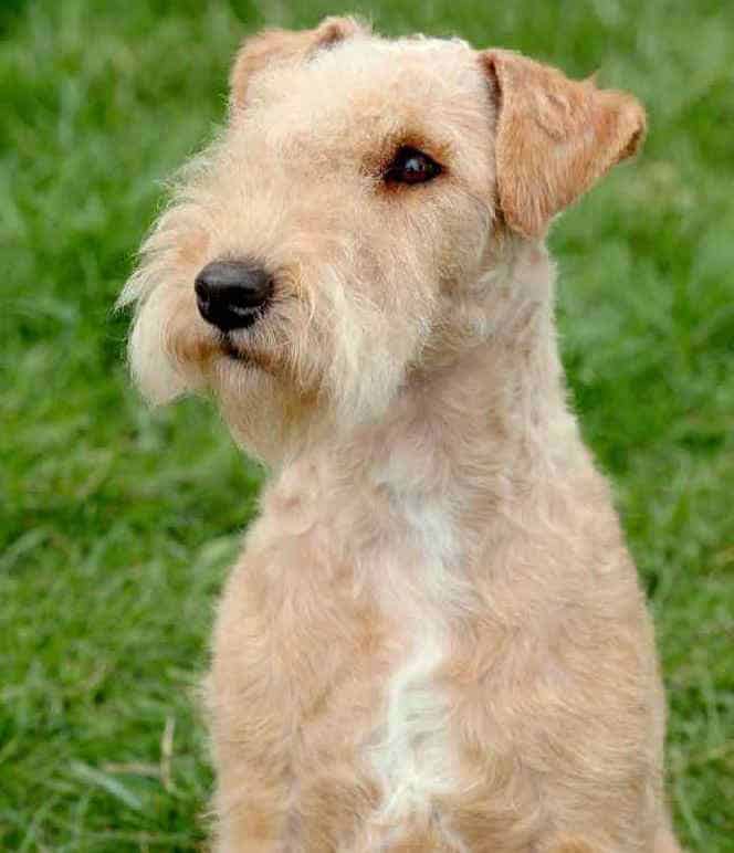 lakeland terrier coat