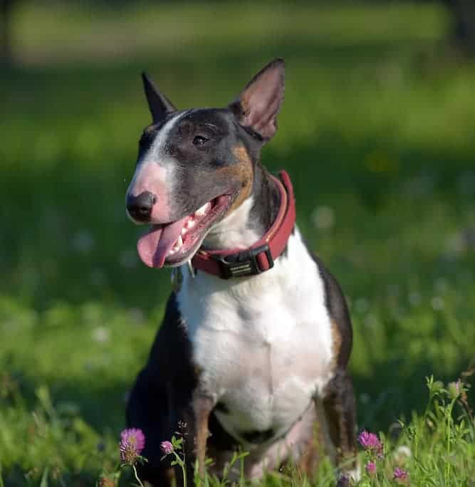 bull terrier price range