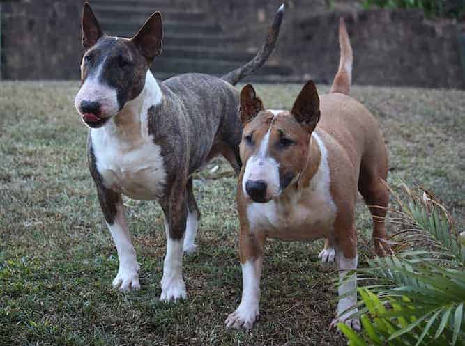 english bull terrier guard dog