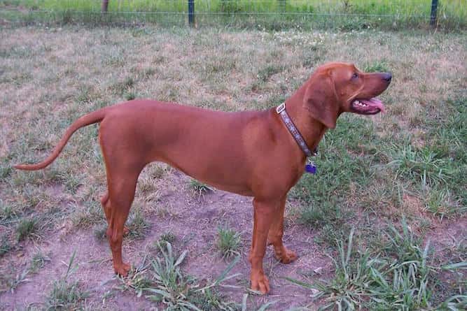 red hound coon dog