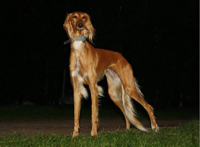 owning a saluki