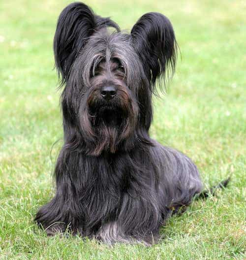 How To Make The Most Of The Skye Terrier Temperament?