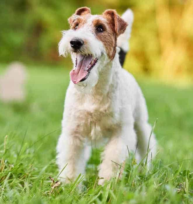 wire haired terrier cross