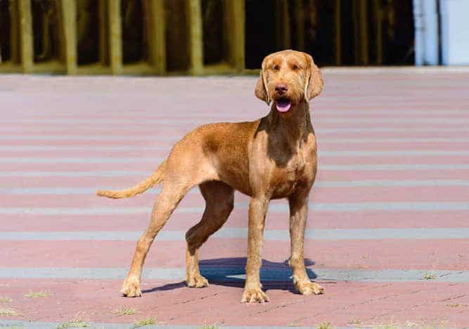 wirehaired vizslas for sale