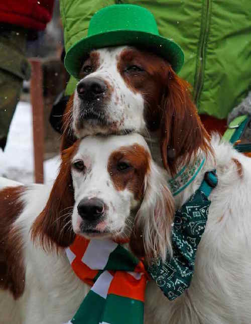 Irish Red and White Setter Temperament: Can You Keep Up?