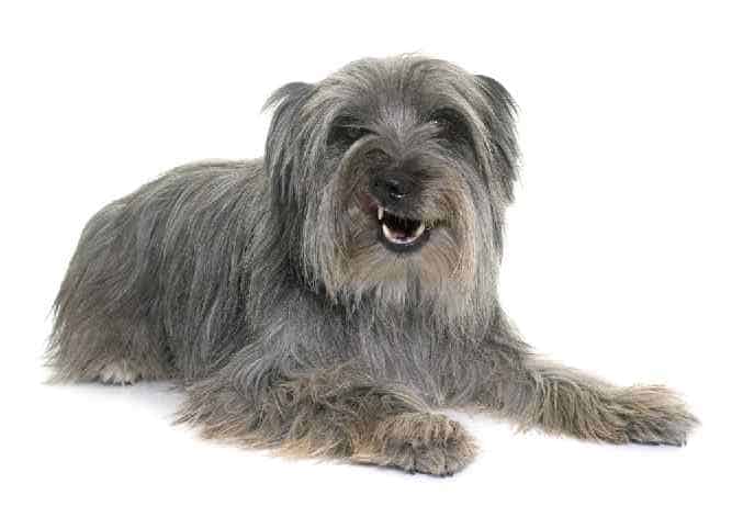 Photo of Pyrenean Shepherd Mean Mug | Dog Temperament