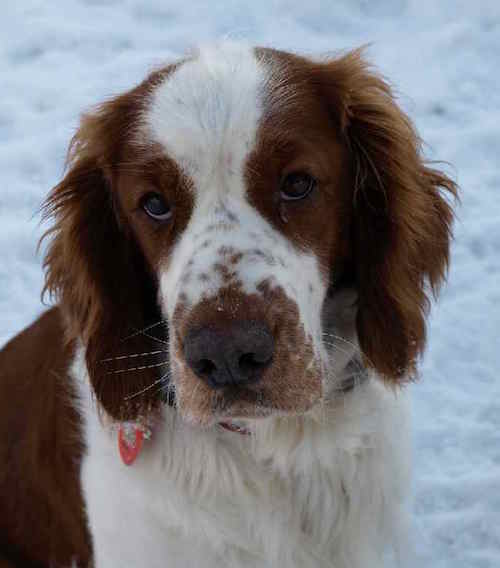 Welsh Springer Spaniel Temperament: What's It Like & Why ...