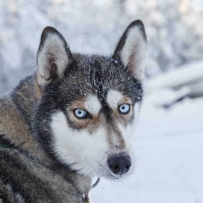 What Everybody Ought to Know About The Siberian Husky Temperament