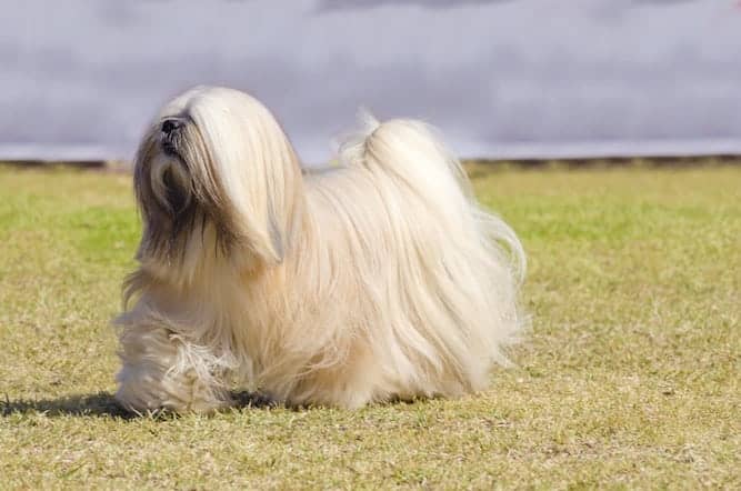 my lhasa apso is aggressive