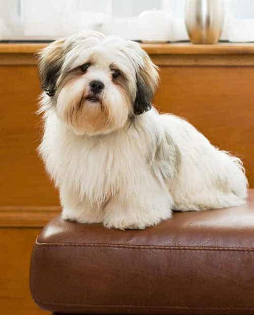 lhasa apso temperament intelligent