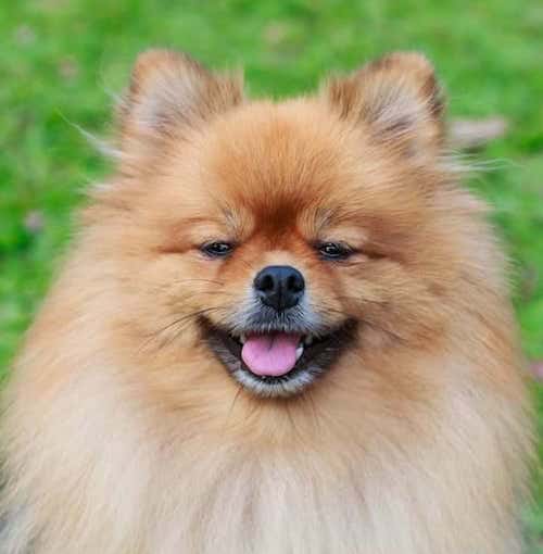 pomeranian good and bad