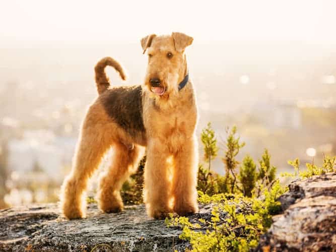airedale t
