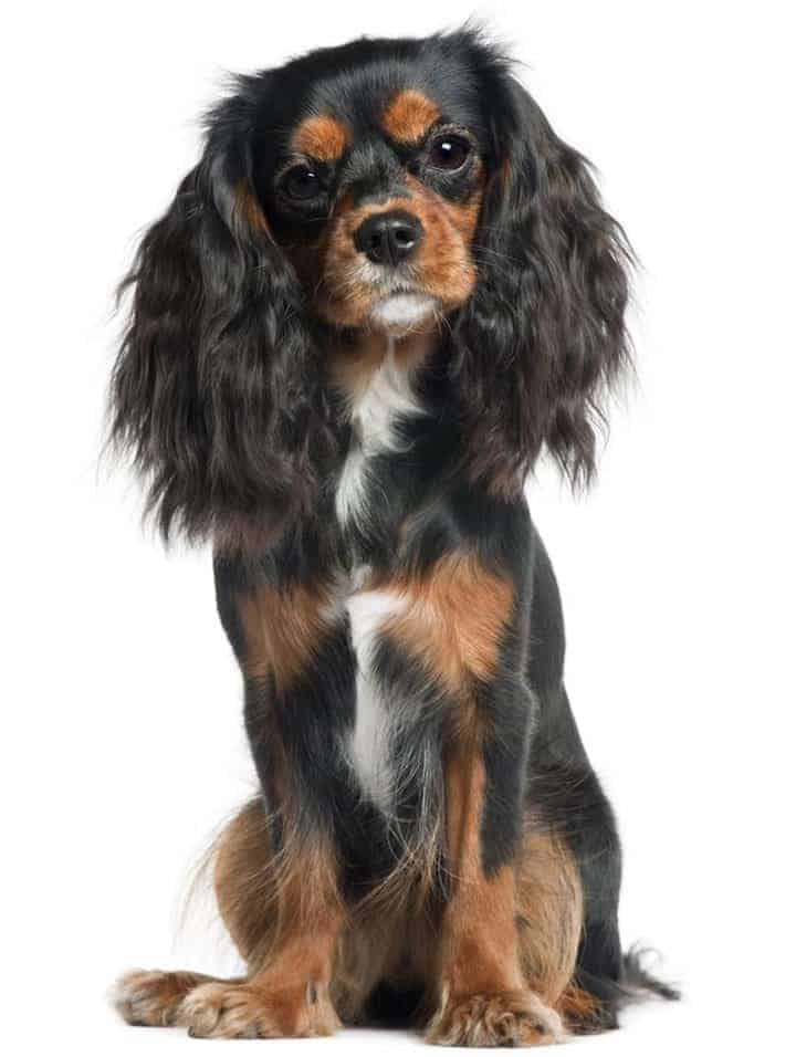 How much does a cavalier king charles spaniel puppy cost Cavalier King Charles Spaniel Temperament Is It The Perfect Dog