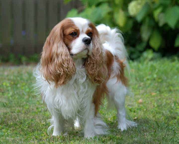 cost of king charles cavalier puppies