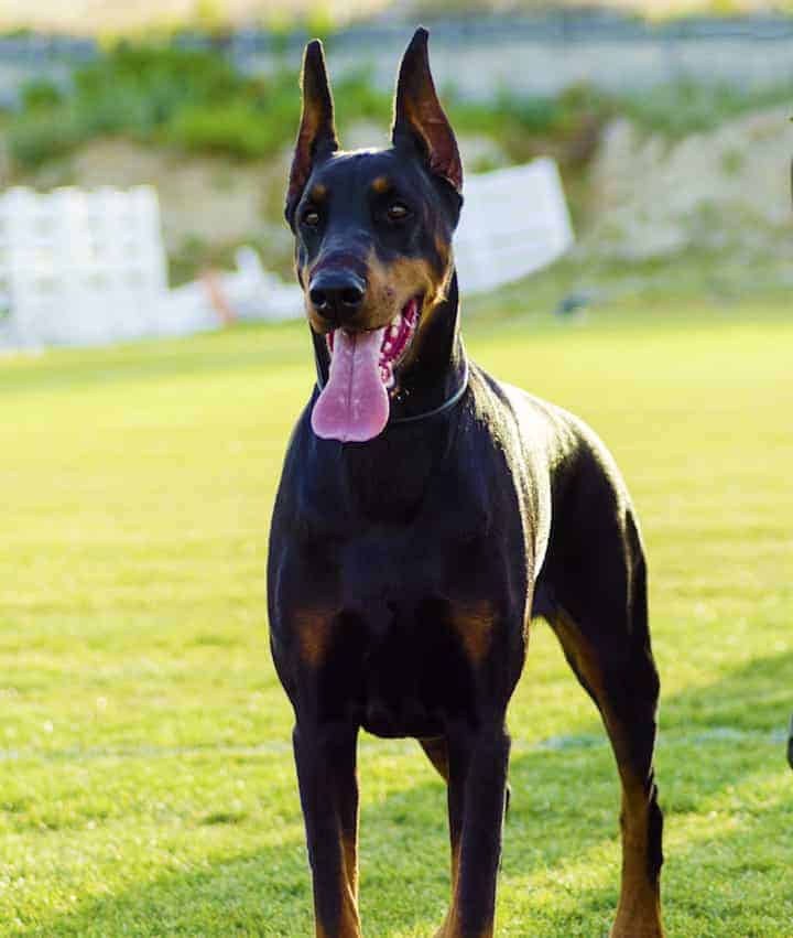 doberman aggressive behavior