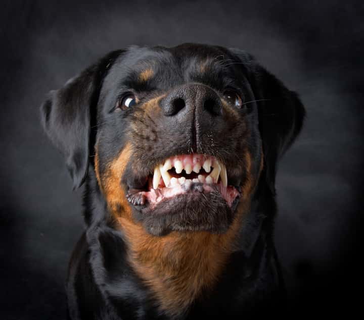 rottweiler aggression towards strangers