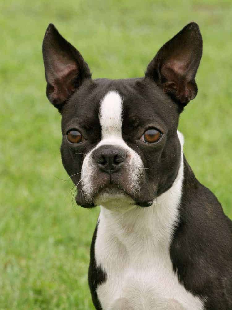 The Boston Terrier Price Is He Really the Right Dog for You?