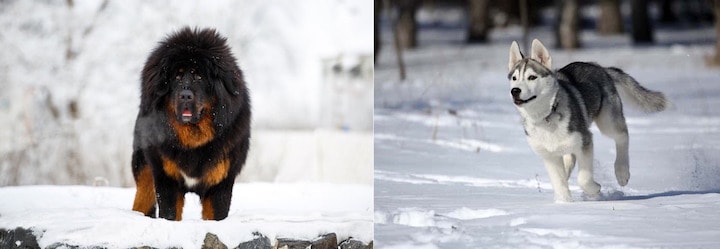 tibetan husky