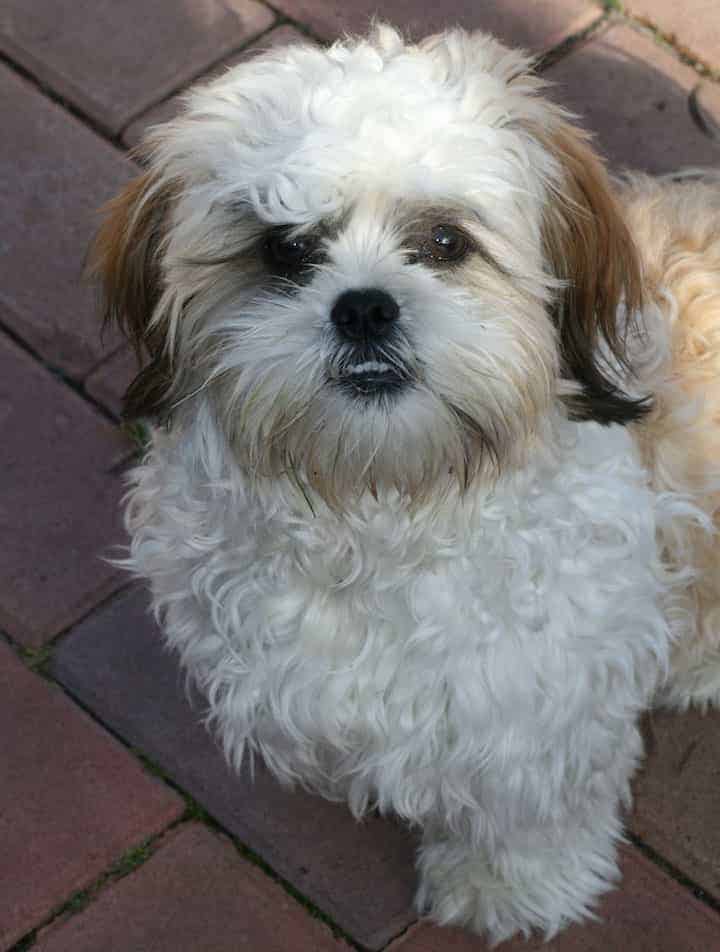 bichon frise terrier mix