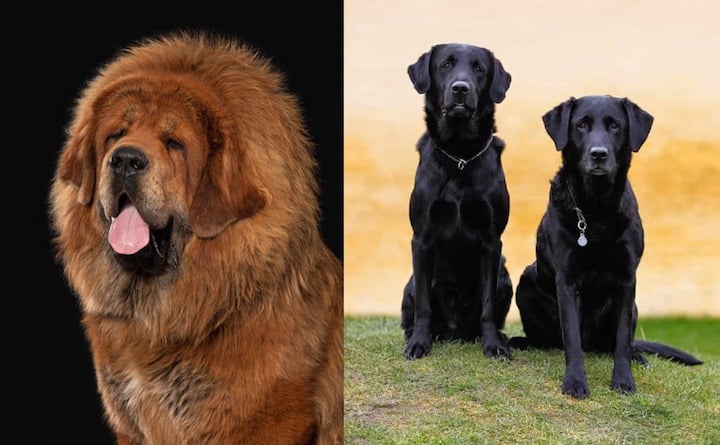 golden retriever mastiff mix puppies