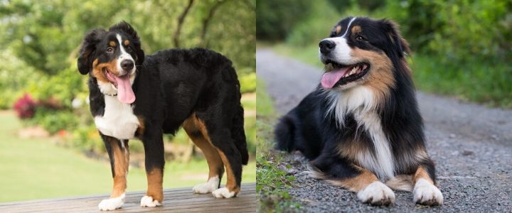 bernese mountain dog and australian shepherd