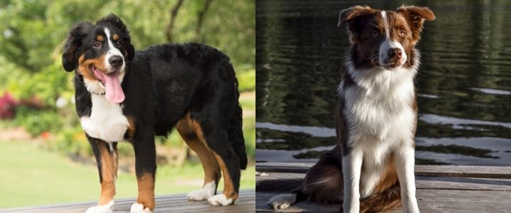 bernese border collie mix for sale