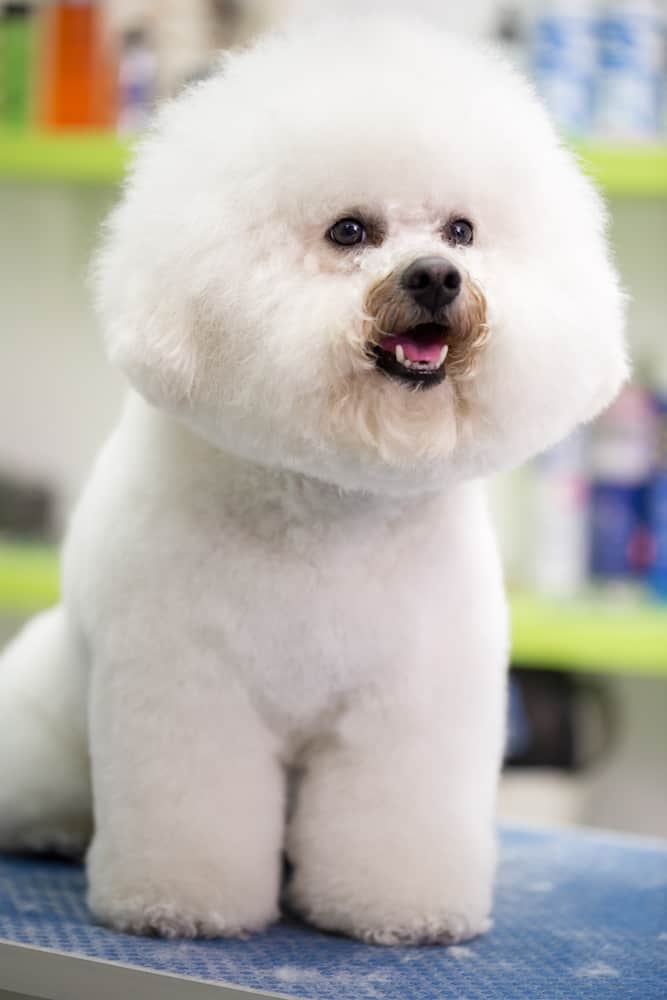 Best Dog Food for Bichon Frise (2020 Guide)