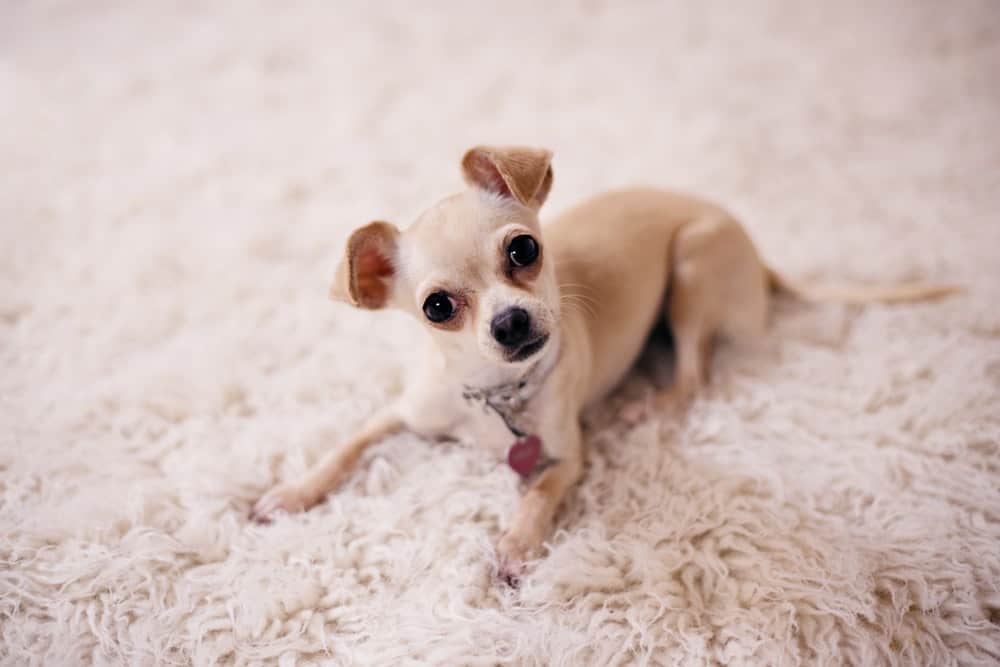 tiny haven chihuahuas price